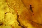 Three Detailed Fossil Ants (Formicidae) In Baltic Amber #139043-3